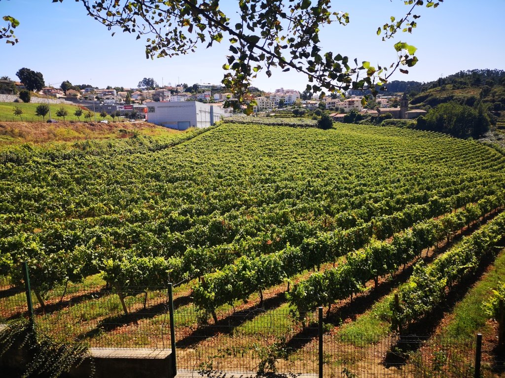 O que é vinho verde